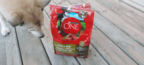 a dog sniffing a bag of purina one lamb and rice dog food