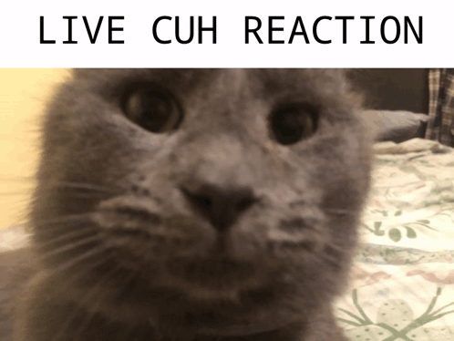 Cuh Reaction Arnold Cuh GIF - Cuh Reaction Arnold Cuh Cuh Cat GIFs