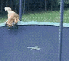Foxes Trampoline GIF - Foxes Trampoline GIFs