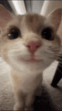 a close up of a cat 's face looking up at the camera .