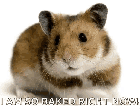 a hamster is sitting on a white surface with the words `` i am so baked right now '' written on it .