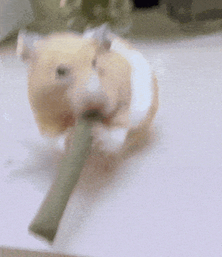 a hamster is chewing on a green stick
