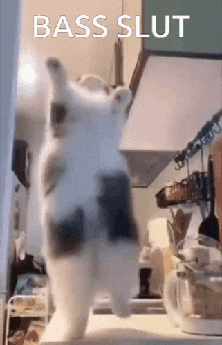 a cat is standing in a kitchen with the words bass slut written in the background