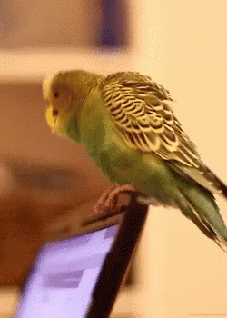 Bird Dancing GIF - Bird Dancing Pets GIFs