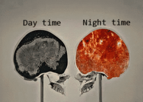 a picture of a skull with the words day time and night time