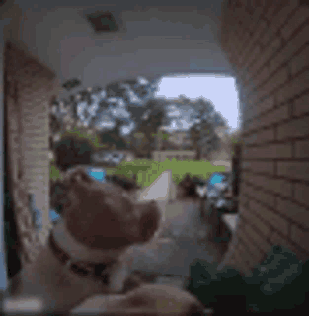 a dog is standing in front of a brick building with a foreign language written on it