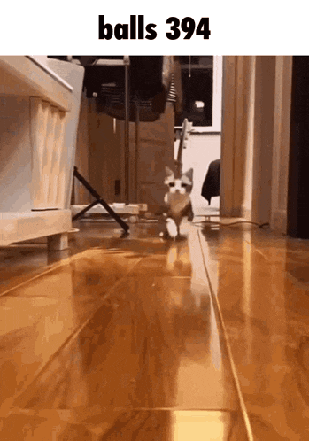 a kitten is walking on a wooden floor with the words balls 394 above it