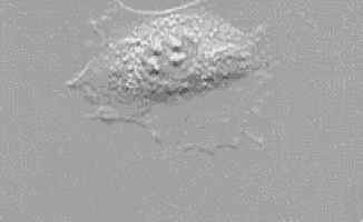 a black and white image of a very small object on a gray background