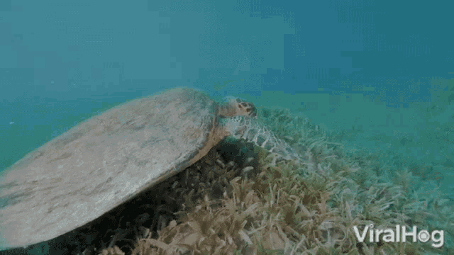 Sea Turtle Viralhog GIF - Sea Turtle Viralhog Swim GIFs