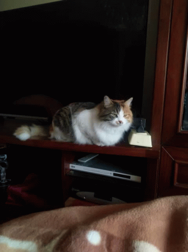 Cute Fluffy GIF - Cute Fluffy GIFs