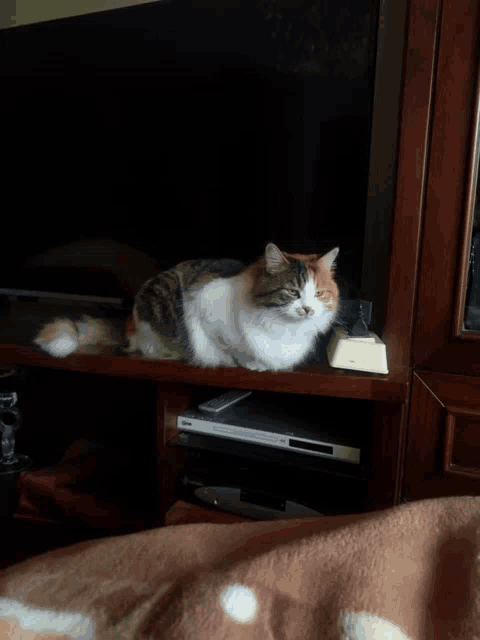 a calico cat is laying on a entertainment center in front of a flat screen tv
