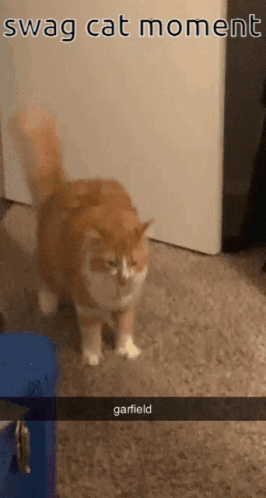 Cat Swag GIF - Cat Swag GIFs