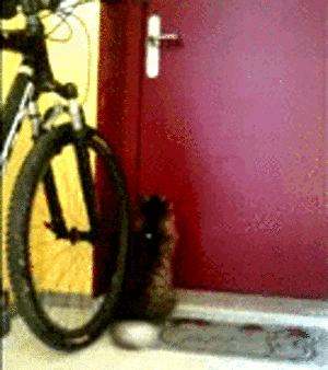 Feline Intelligence GIF - Smart Cat Cats Open The Door GIFs