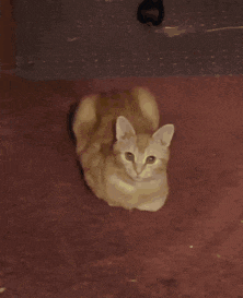 a close up of a cat 's face with glowing eyes