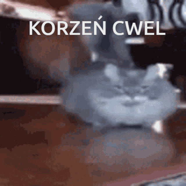 a close up of a cat with the words korzen cwel written on the bottom