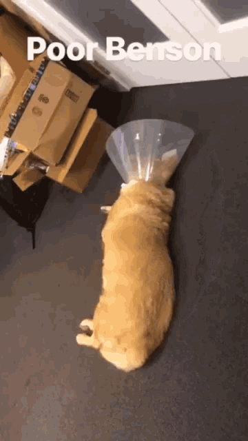 a cat with a cone on its head is laying on the floor with the caption poor benson