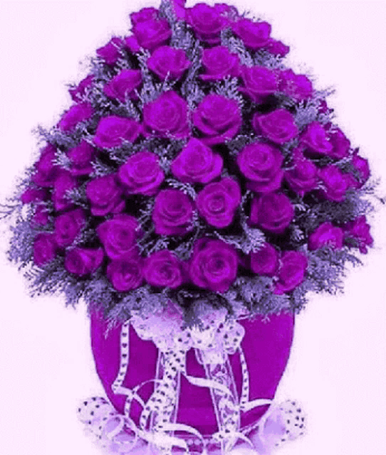 a bouquet of purple roses in a purple vase with a white bow .