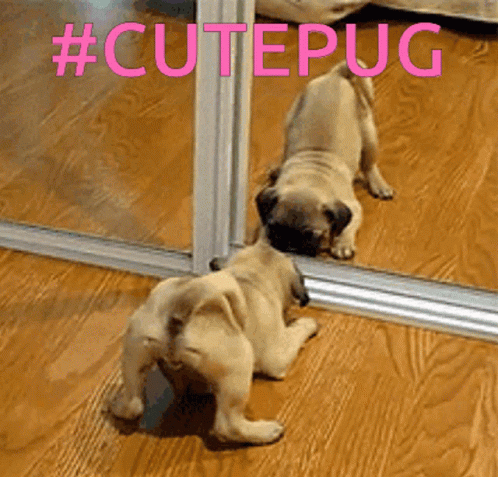 Pug Cute GIF - Pug Cute Dog GIFs