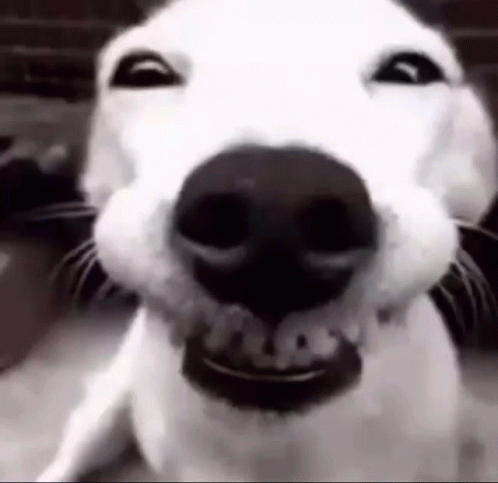 Mafvyus Smiling GIF - Mafvyus Smiling Dog GIFs