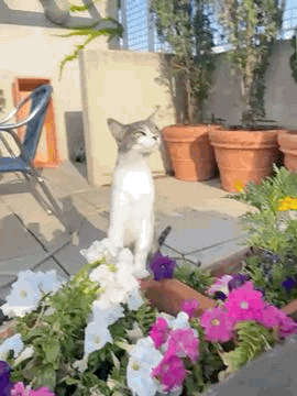 a cat is standing on top of a planter of flowers on a patio .
