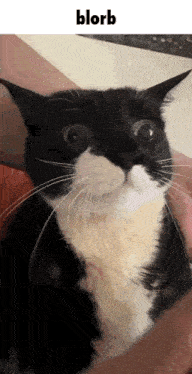 a black and white cat is being held in someone 's arms and looking at the camera .