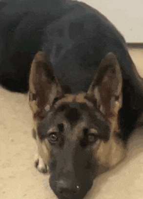 a german shepherd dog is laying on its back on the floor .
