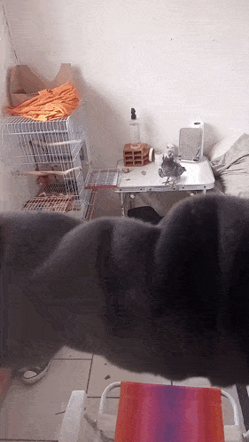 a room with a bird cage and a table
