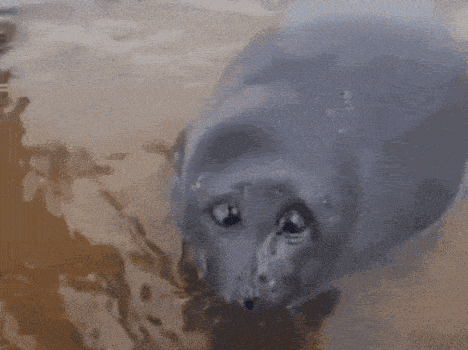 a seal is laying on a sandy beach looking at the camera