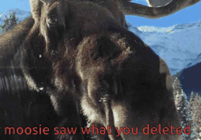 Moosie Saw What You Deleted GIF - Moosie Saw What You Deleted GIFs
