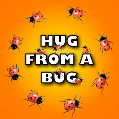 Hug From A Bug Bug Hug GIF - Hug From A Bug Bug Hug Ladybug GIFs