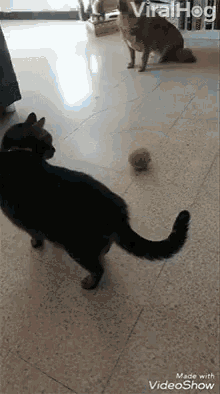 Viralhog Cat GIF - Viralhog Cat Obsessed GIFs