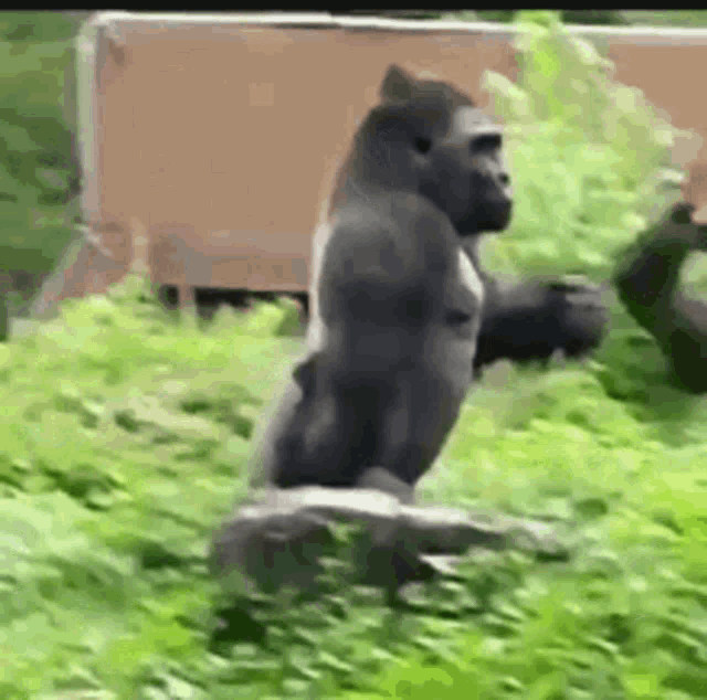a gorilla is standing on its hind legs in a field of grass .