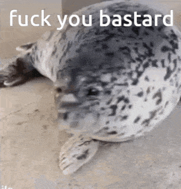 Seal Baby Seal GIF - Seal Baby Seal Angry GIFs