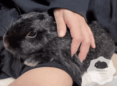 a person petting a small black rabbit with chinese writing on the bottom