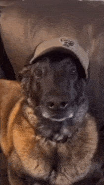 a close up of a dog wearing a hat that says nyc on it