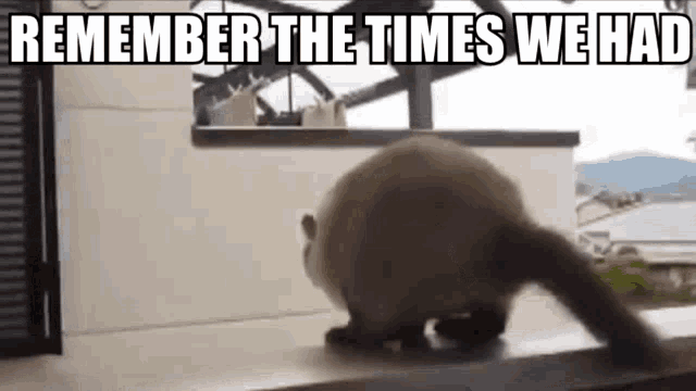 a cat is walking on a balcony with the words `` remember the times we had '' written on it .