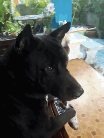 a black dog is sitting on a table with a remote control in its mouth