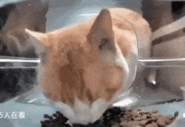 a cat is eating food from a bowl in a clear plastic container .