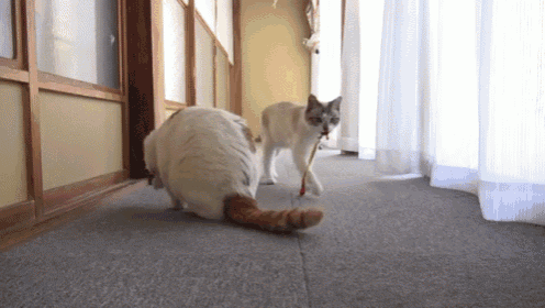 Cats Can Be Dogs Too GIF - Cat Fetch Collar GIFs