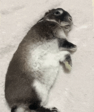 a black and white rabbit laying on its back on a white blanket .