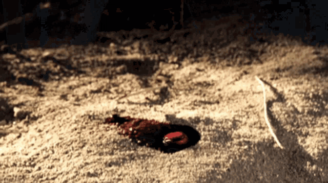 a bloody object is laying on the ground in a dark room