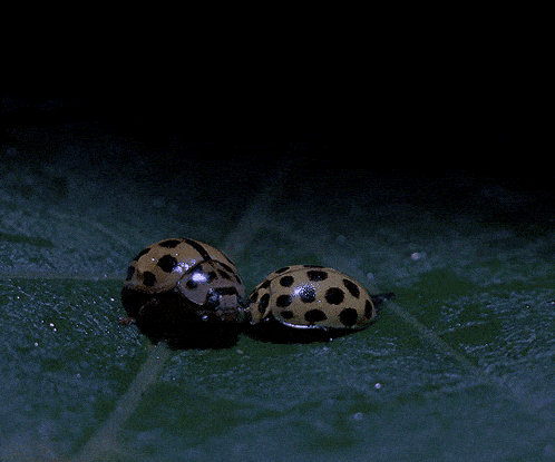 two ladybugs are on a green leaf in the dark