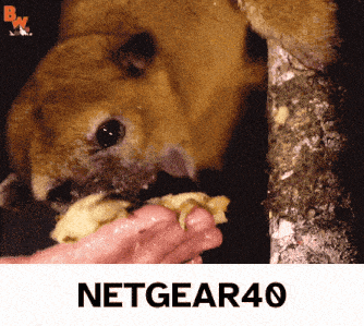 Netgear Netgear40 GIF - Netgear Netgear40 Thekinkajou40 GIFs