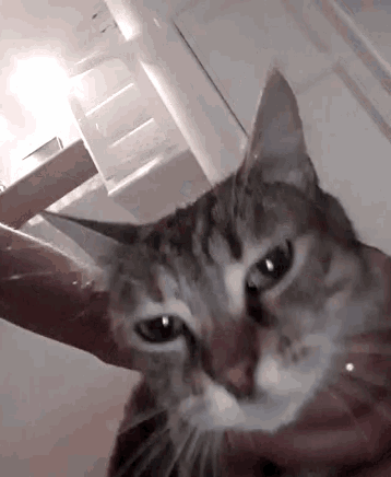 a person is holding a cat in their hands and it is looking at the camera
