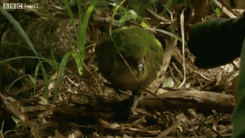 This Looks Like A Perfect Place To Sit GIF - Parrot Rare Bird GIFs
