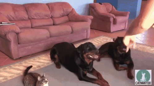 Copy Cat  GIF - Puppies Dogs Cat GIFs