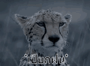 a close up of a cheetah 's face with water drops on its ears .