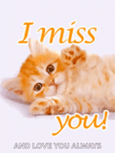 I Miss You Kitten GIF - I Miss You Kitten Cat GIFs
