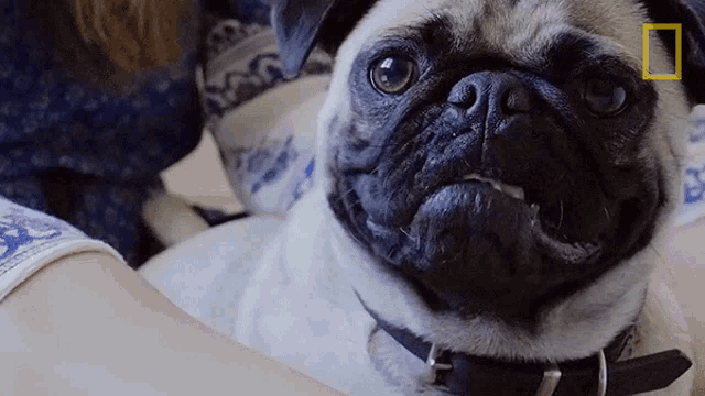 a pug dog is being held by a woman with a national geographic logo on the bottom right