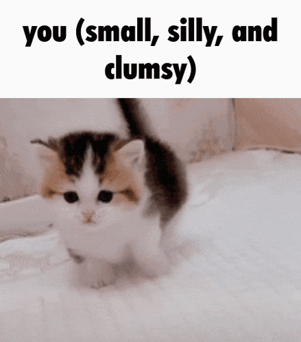 You Silly Cat GIF - You Silly Cat GIFs
